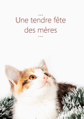 Un chat c&acirc;lin pour une maman ch&eacute;rie